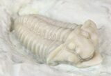 Snout Nosed Spathacalymene Trilobite - Rare! #23287-3